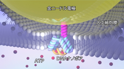 DNAナノポアセンサでオーダーメイドに分子を検出！～創薬や診断に役立つバイオセンサの創出に向けて～ 画像